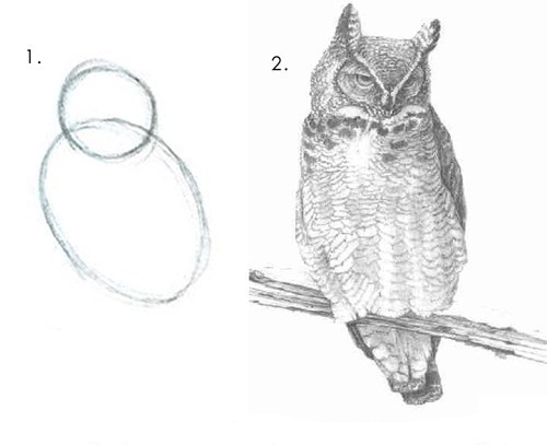 How To Draw An Owl